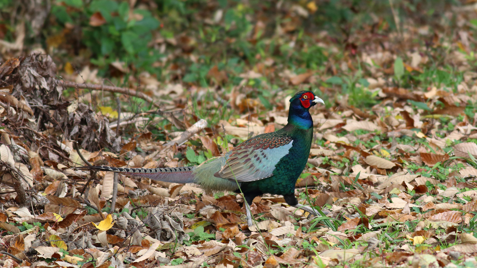 キジ あいな里山公園で 神戸の野鳥