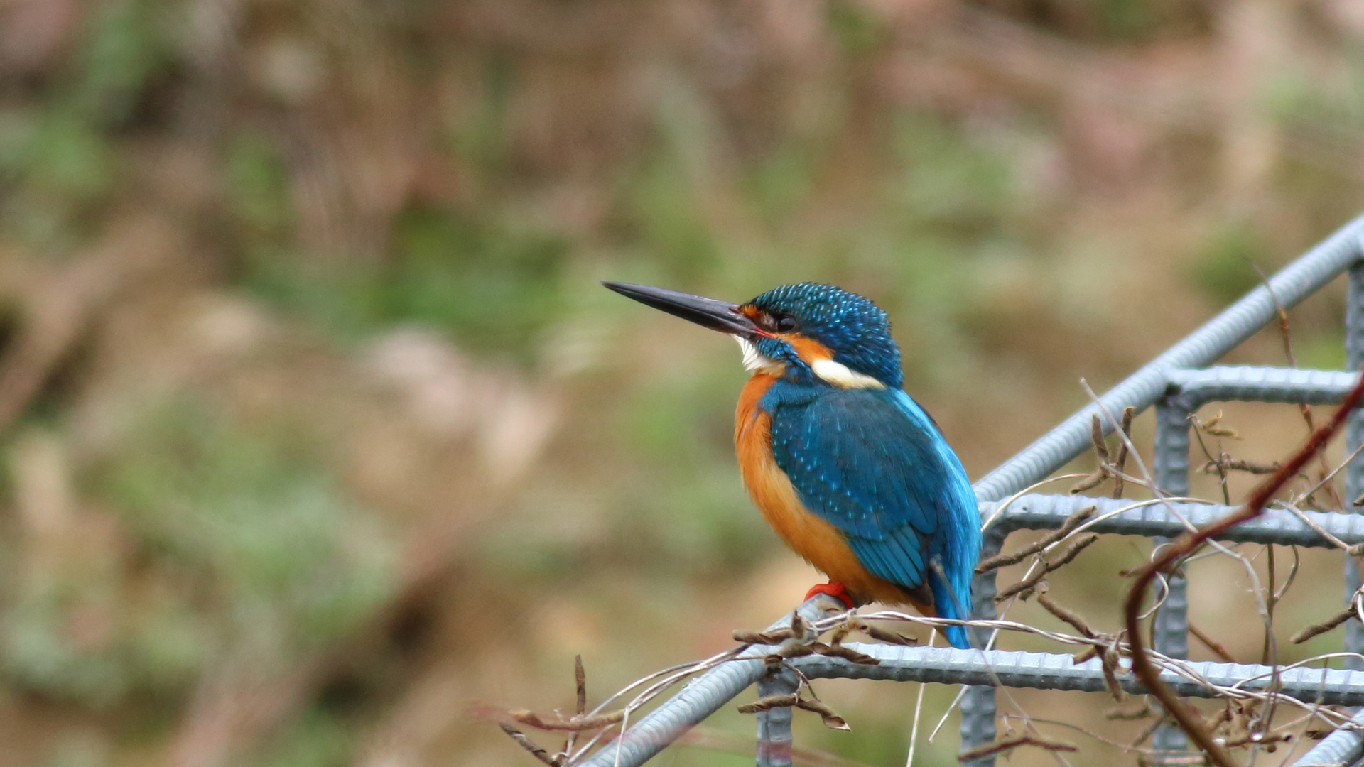 ジョウビタキとカワセミと: 神戸の野鳥