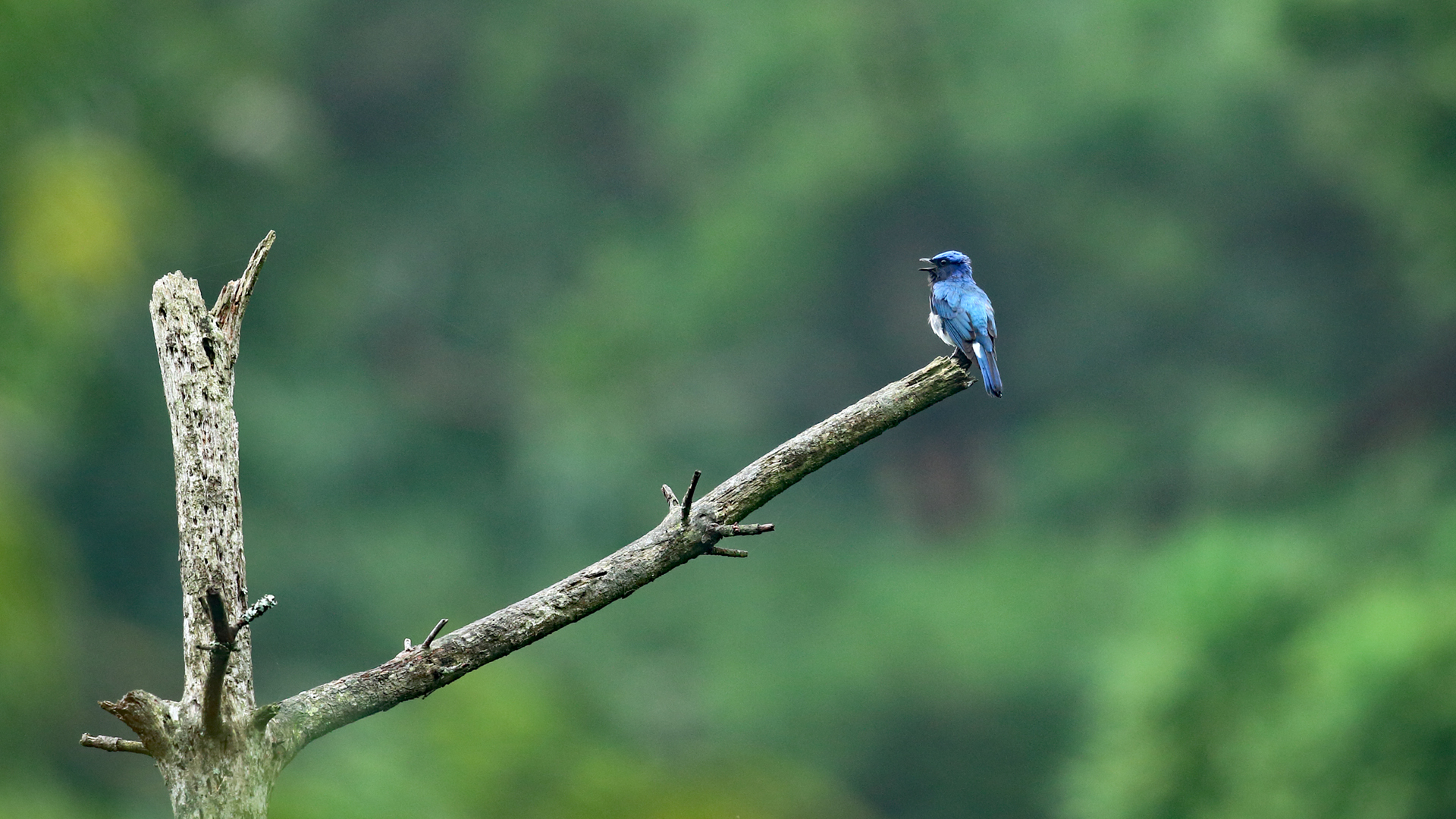 オオルリ 神戸の野鳥