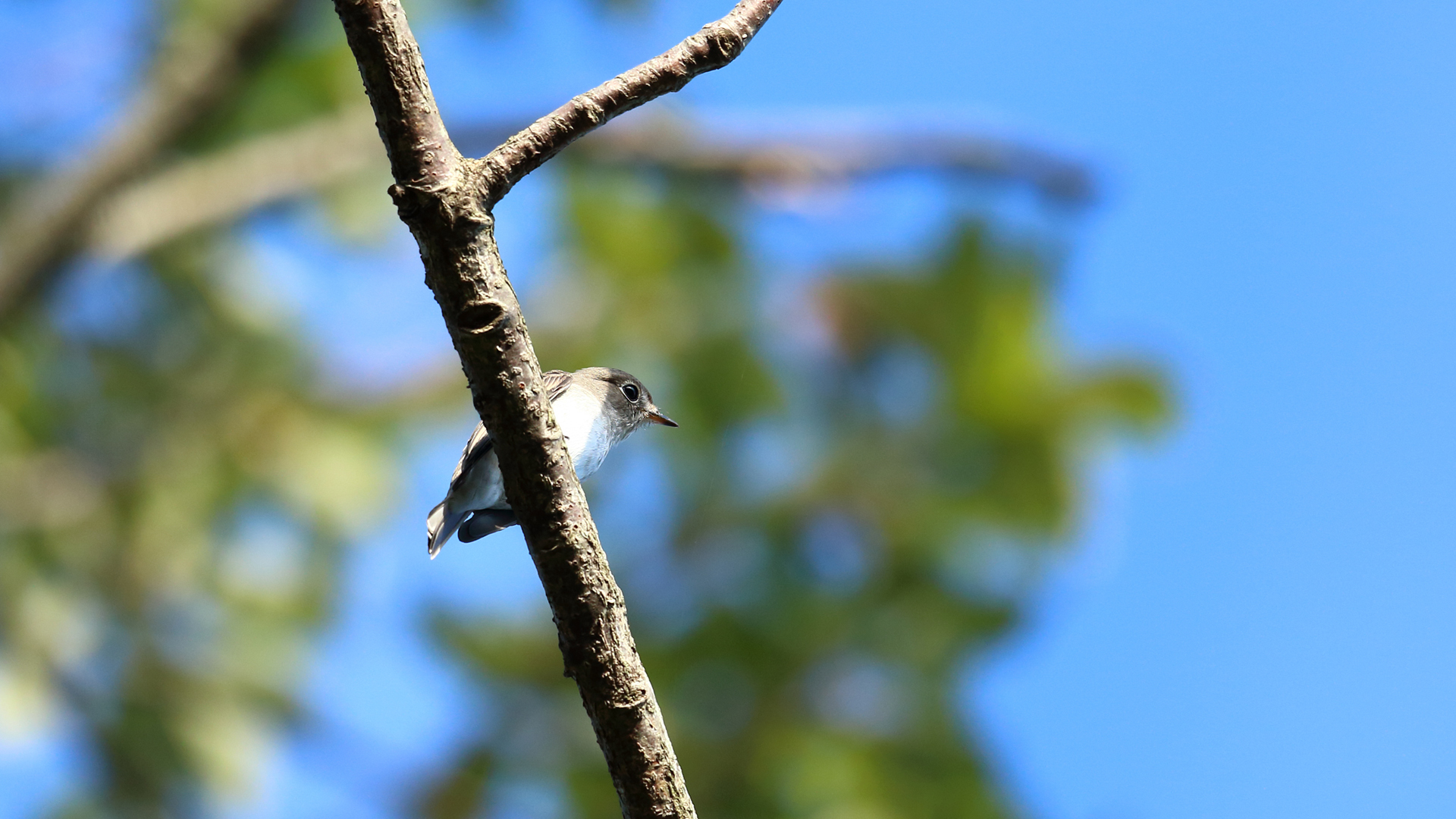 鳥よりも蚊がすごい 神戸の野鳥