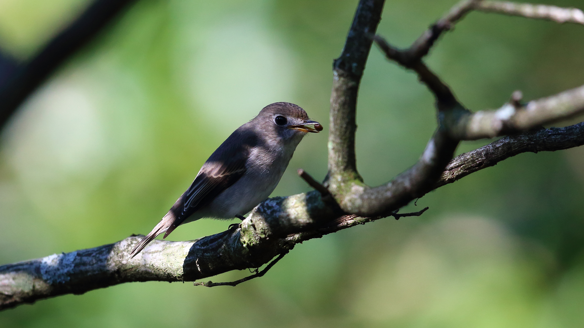 摩耶山のヒタキ類 神戸の野鳥